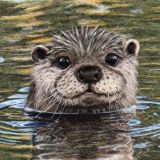 Realistic Needle Felted Otter – Online Tutorial
